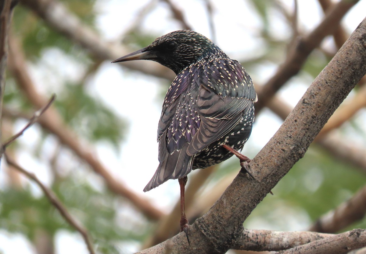 European Starling - ML615391060