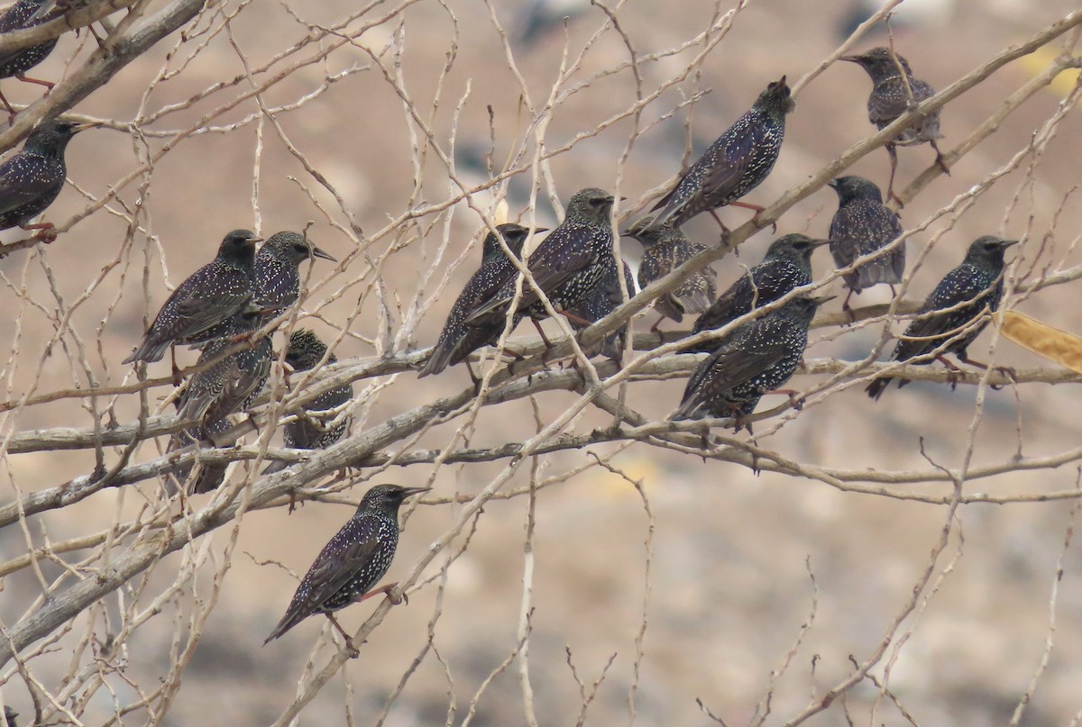 European Starling - ML615391063