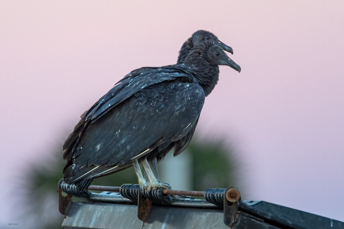 Black Vulture - ML615391169