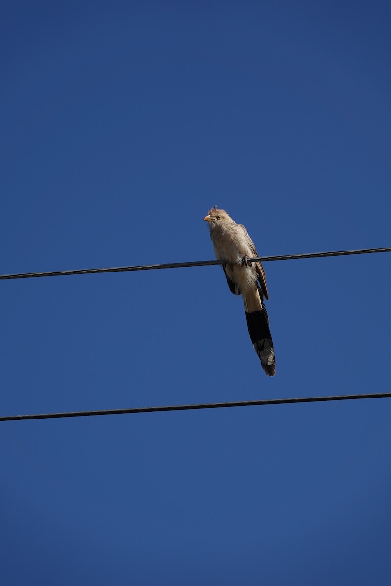 Guira Cuckoo - ML615391186