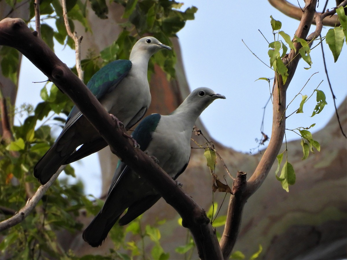 Seram Imperial-Pigeon - ML615391269