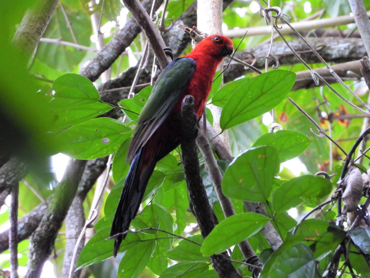 Moluccan King-Parrot - ML615391294