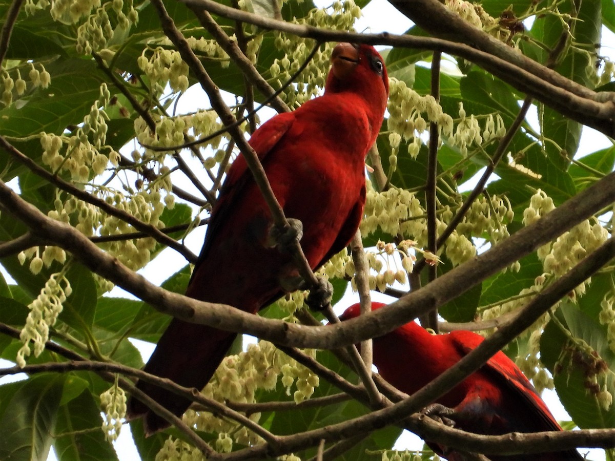 Red Lory - ML615391319