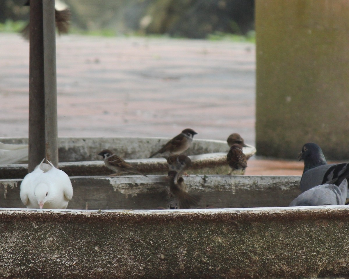 Eurasian Tree Sparrow - ML615391334