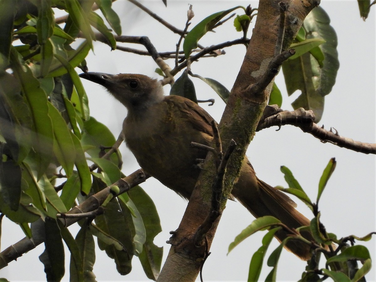 Seram Friarbird - ML615391335