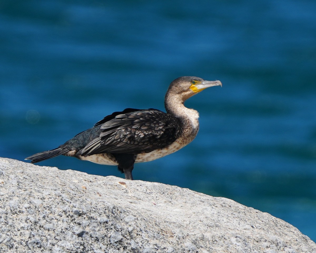 Cormorán Grande - ML615391364