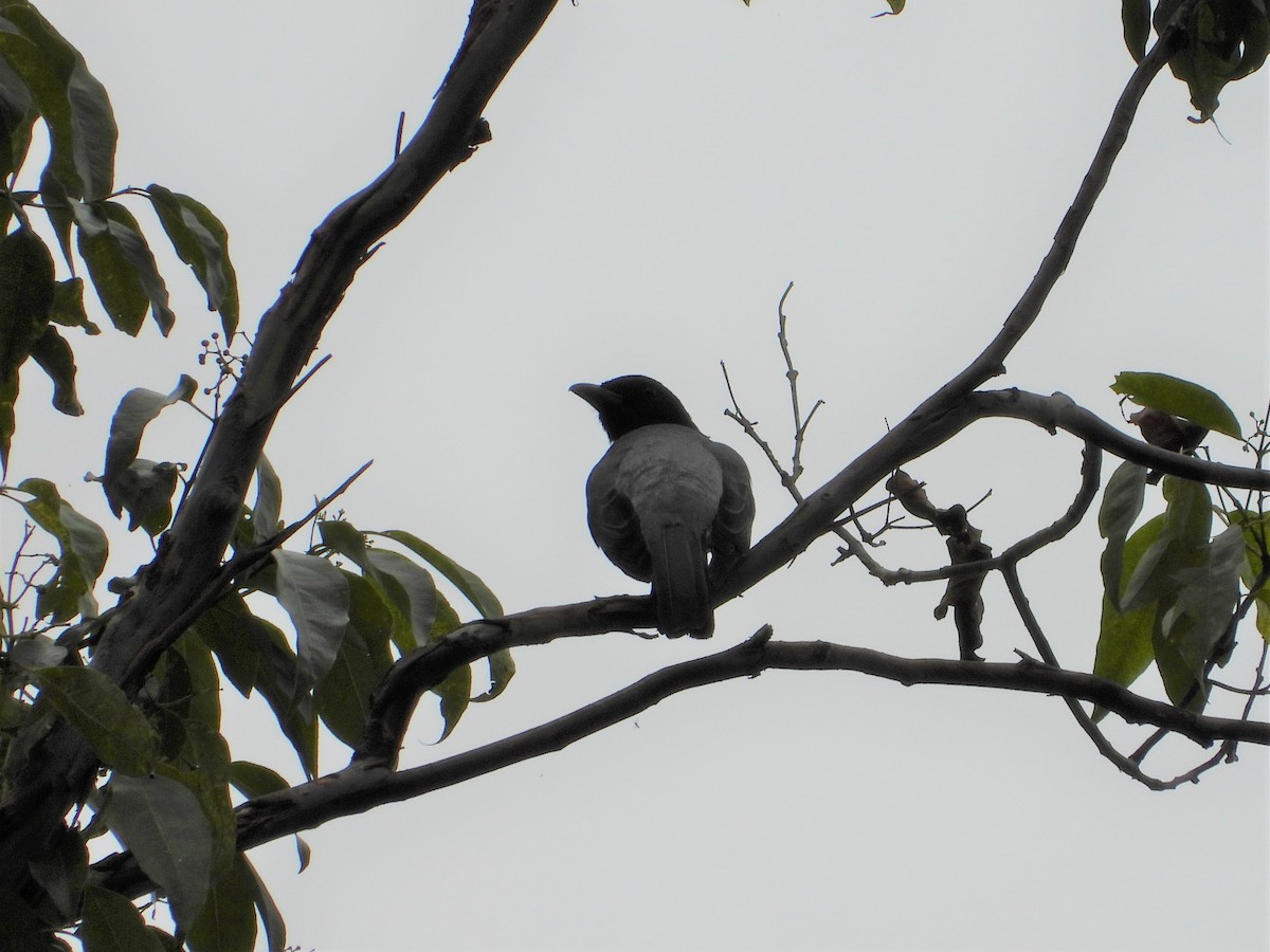 Moluccan Cuckooshrike - ML615391366