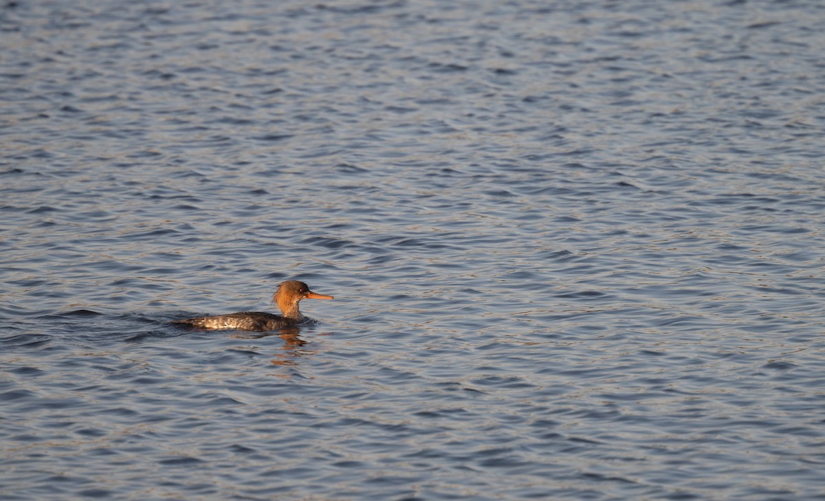 Red-breasted Merganser - ML615391380