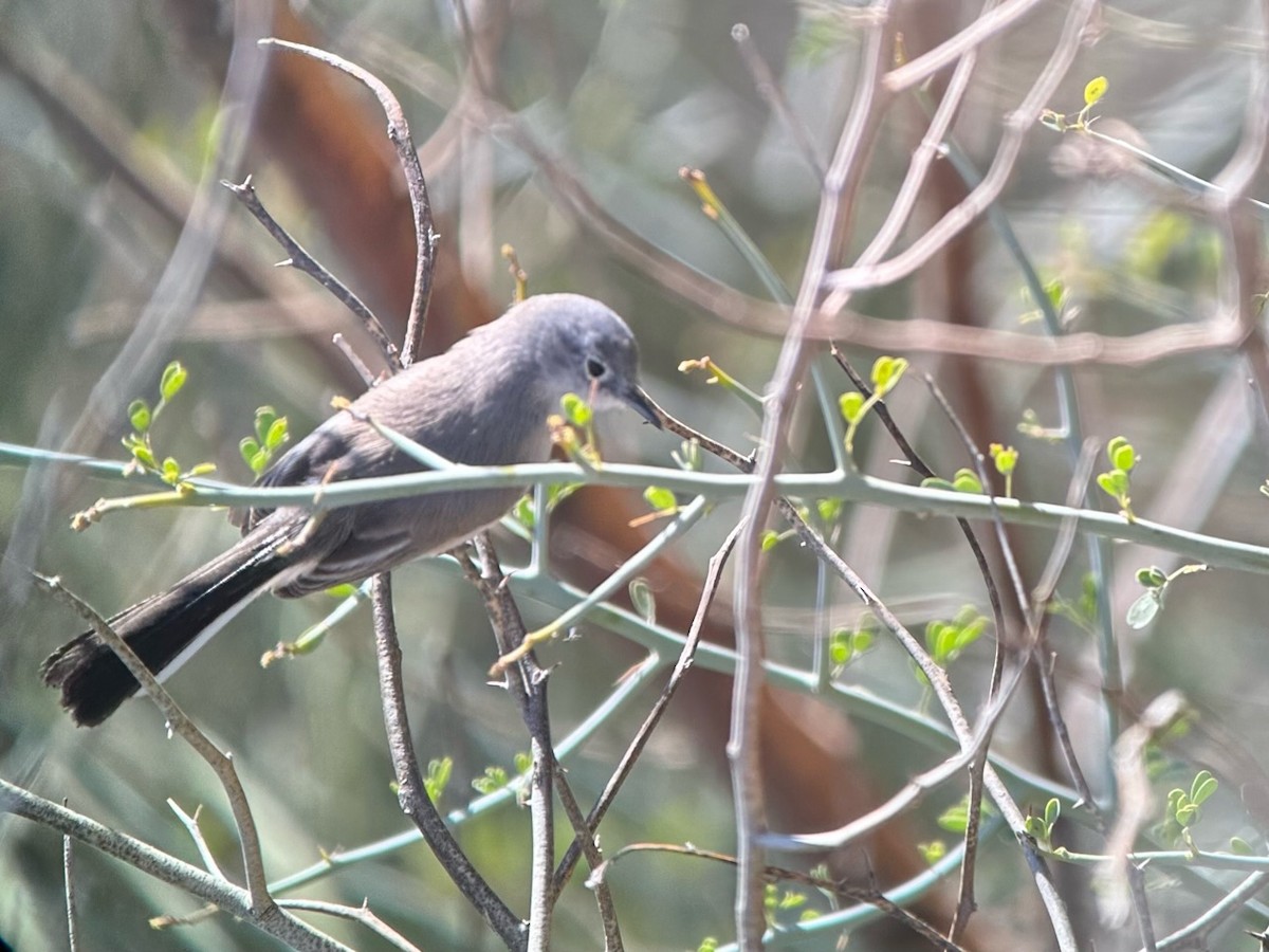 Black-tailed Gnatcatcher - ML615391391