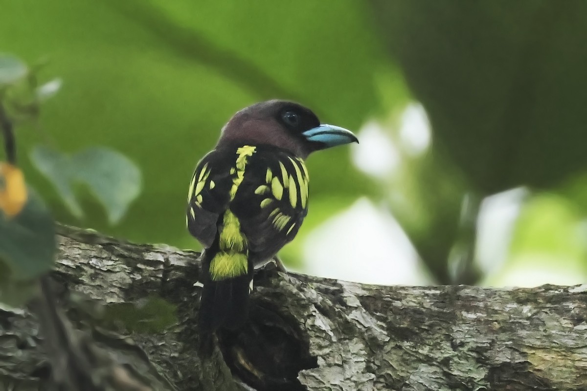 Banded Broadbill - Steven Whitebread