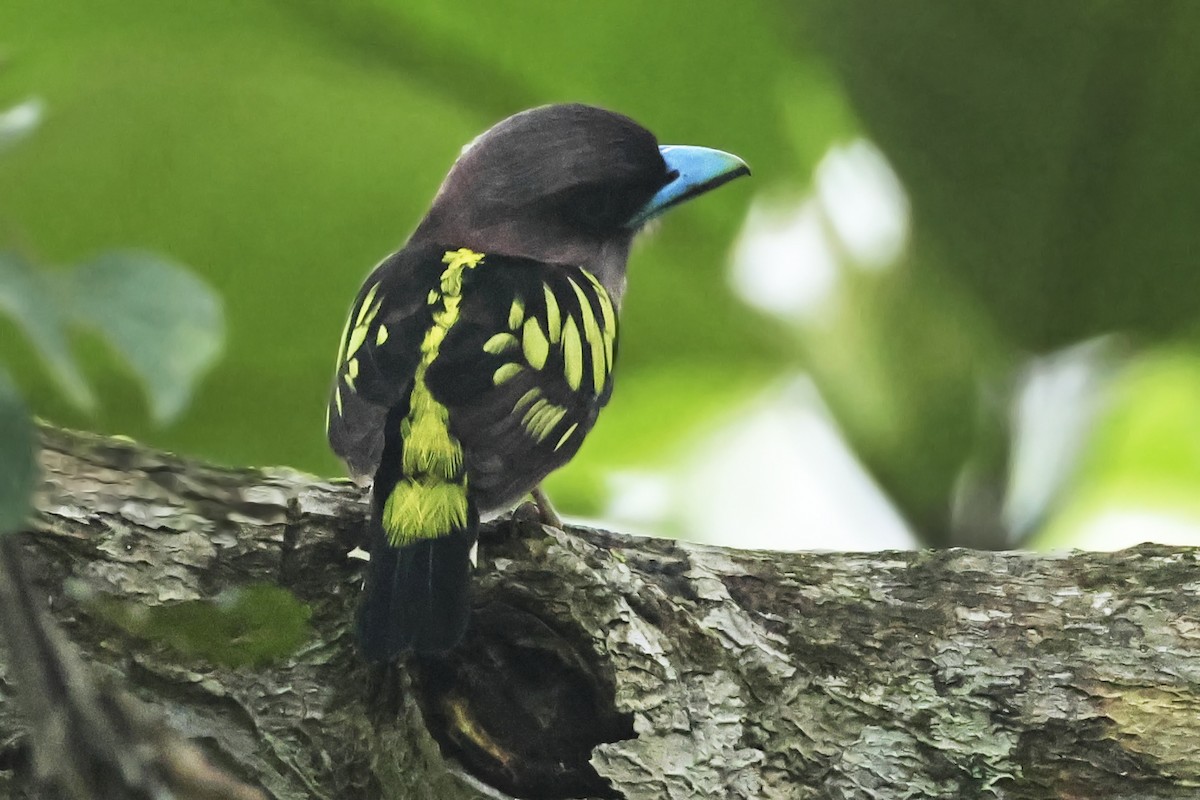 Banded Broadbill - ML615391393