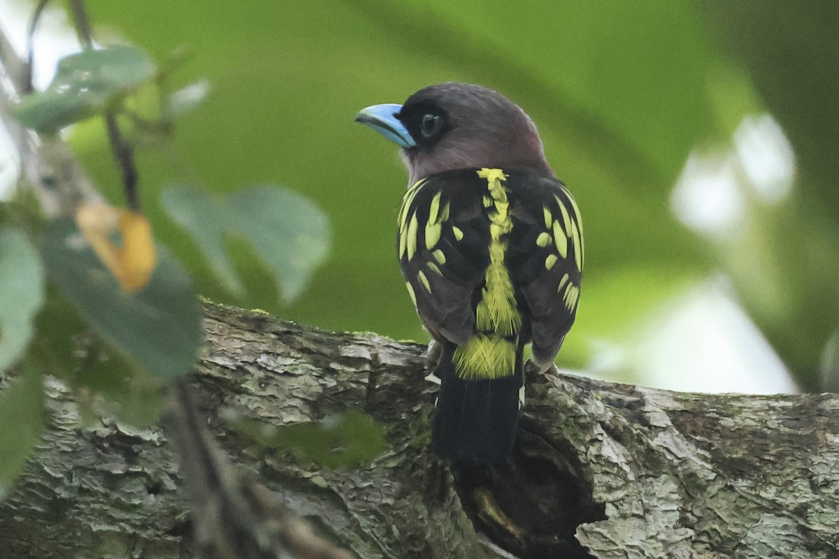 Banded Broadbill - ML615391394