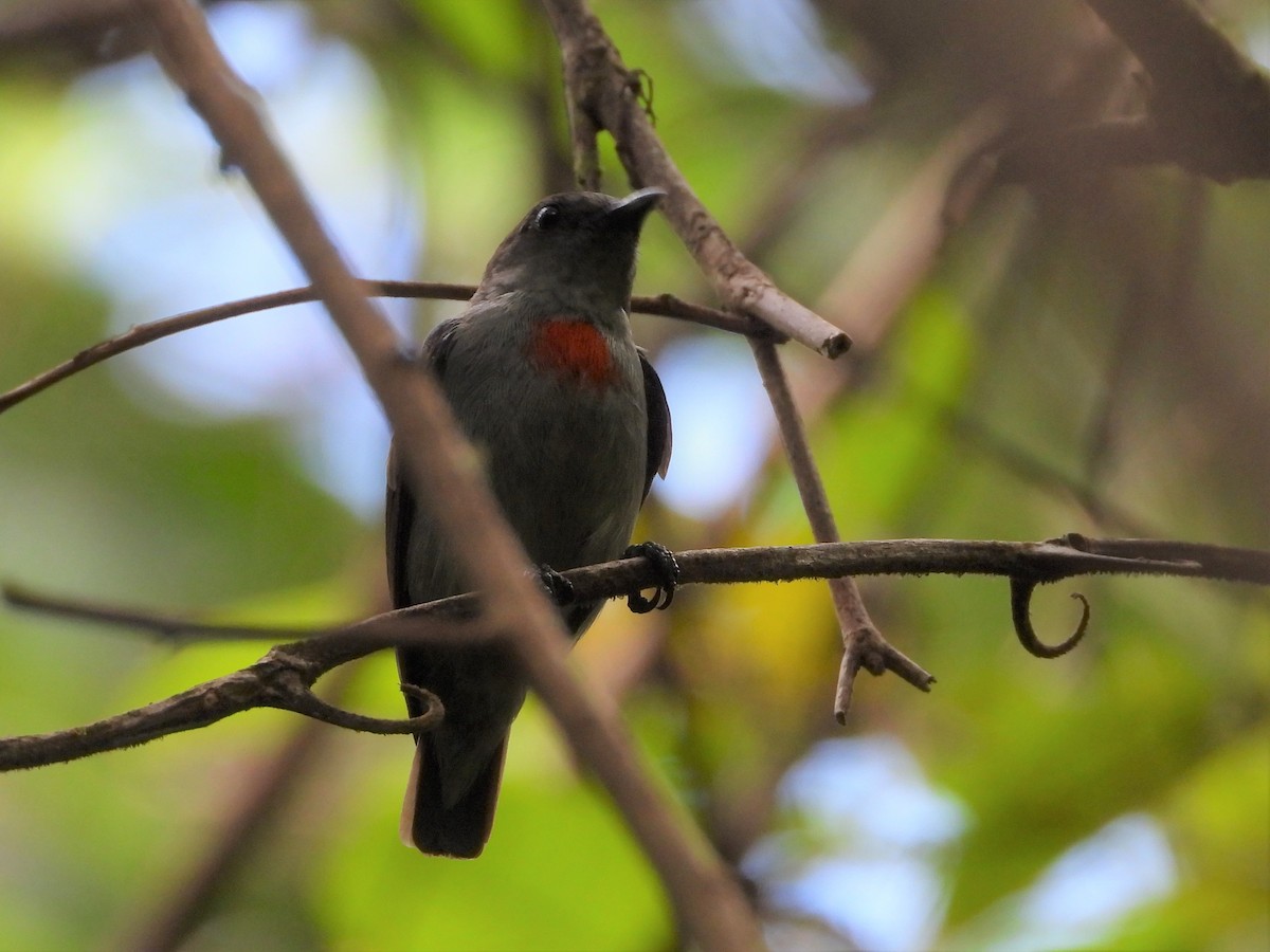 Ashy Flowerpecker - Yasin Chumaedi