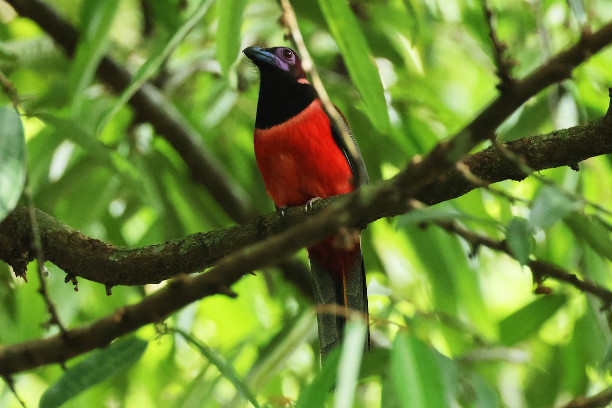 Diard's Trogon - ML615391460