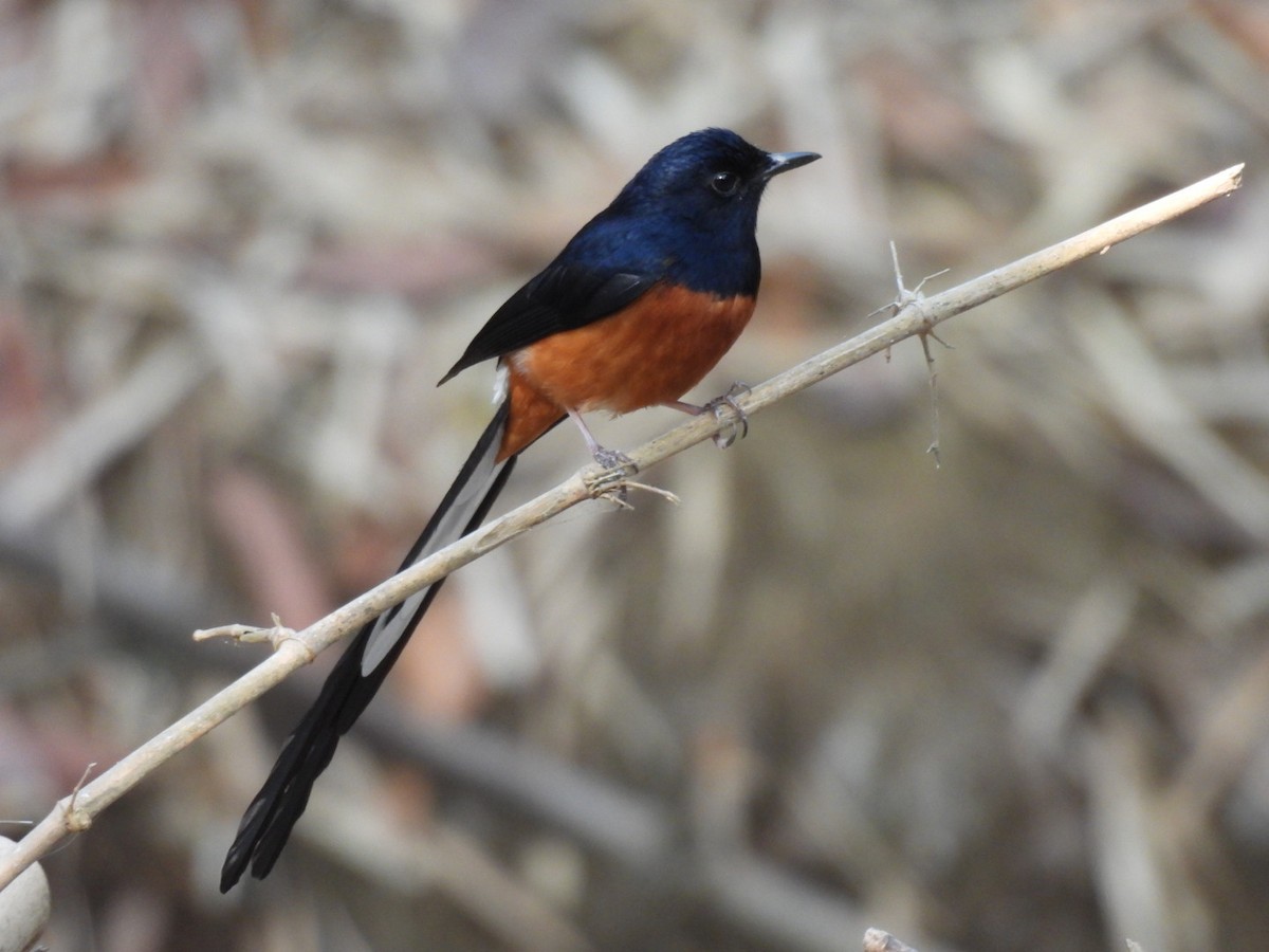 White-rumped Shama - Ningappa D