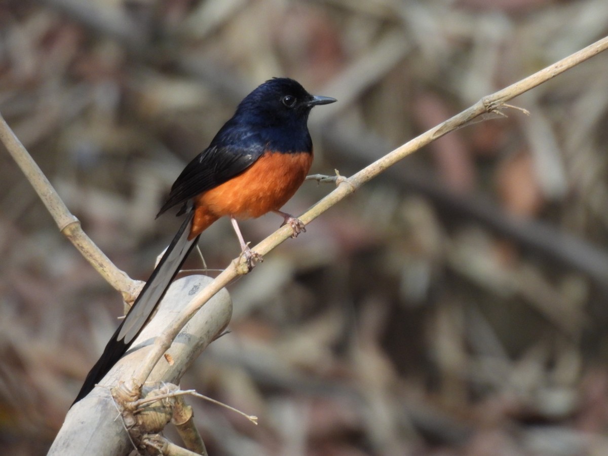 White-rumped Shama - Ningappa D