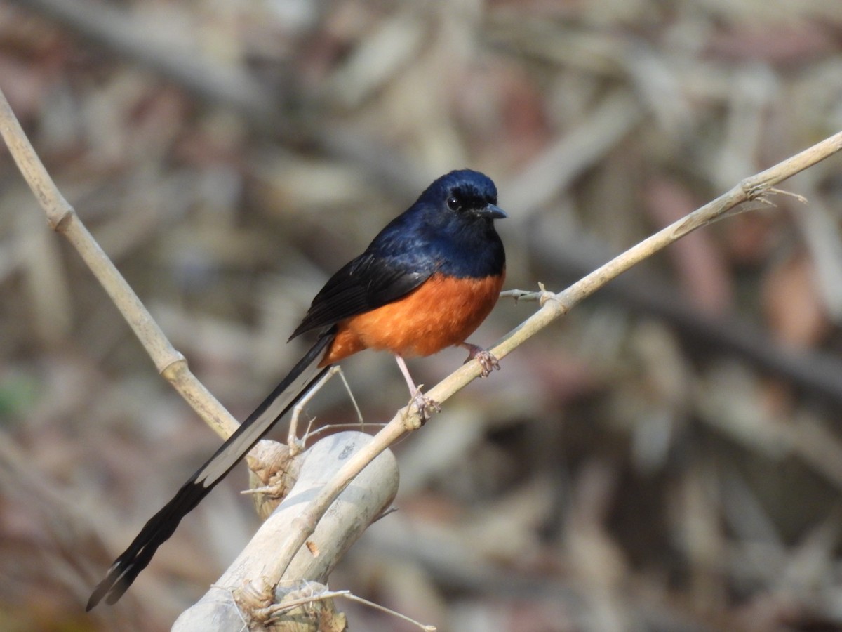 White-rumped Shama - ML615391466