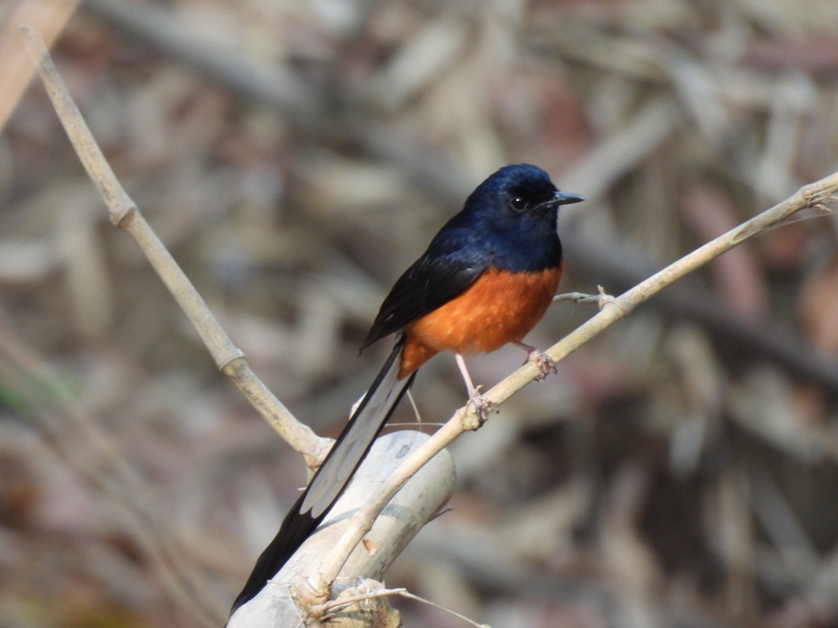 White-rumped Shama - Ningappa D