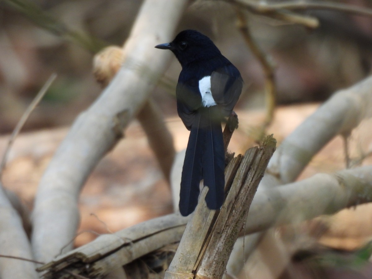 White-rumped Shama - Ningappa D