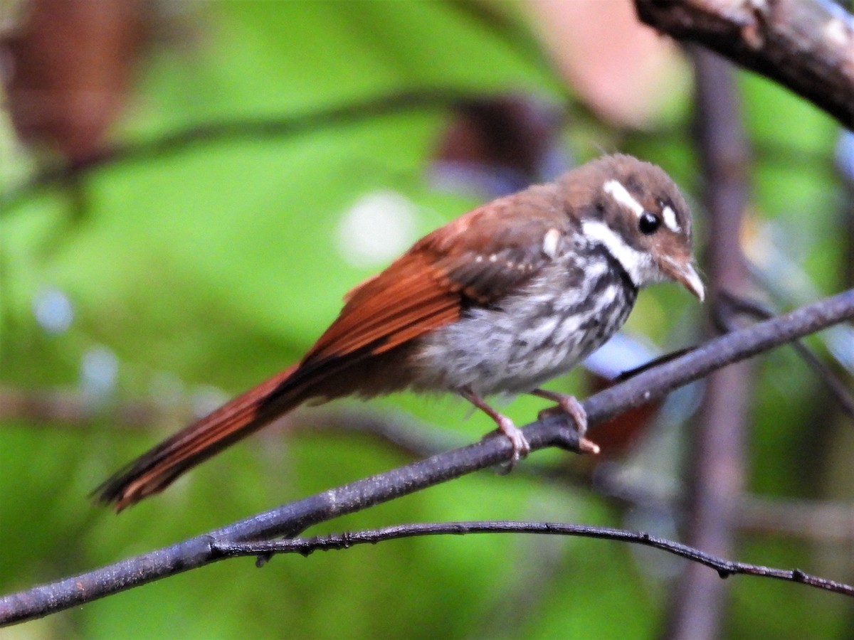 Streak-breasted Fantail - ML615391512