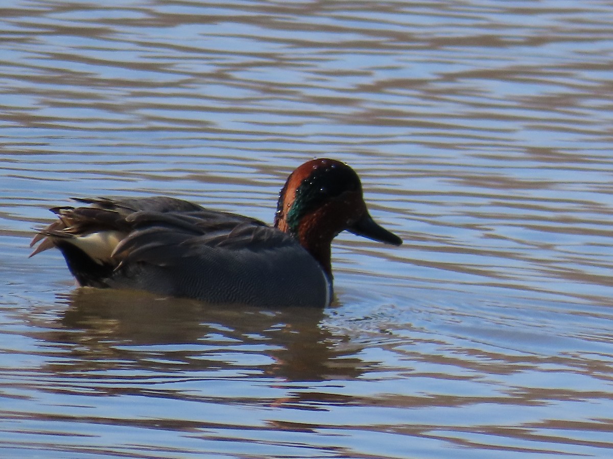 Green-winged Teal - ML615391548