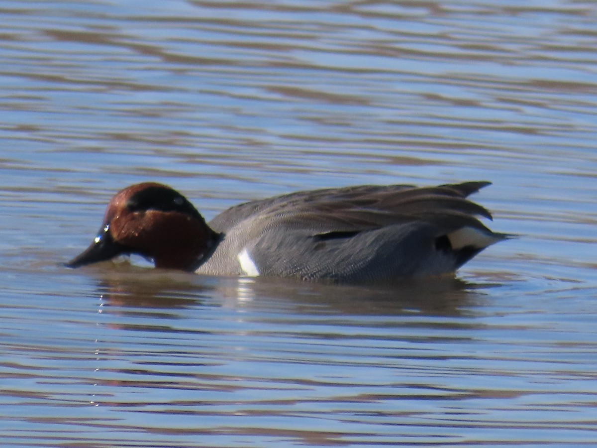 Green-winged Teal - ML615391560