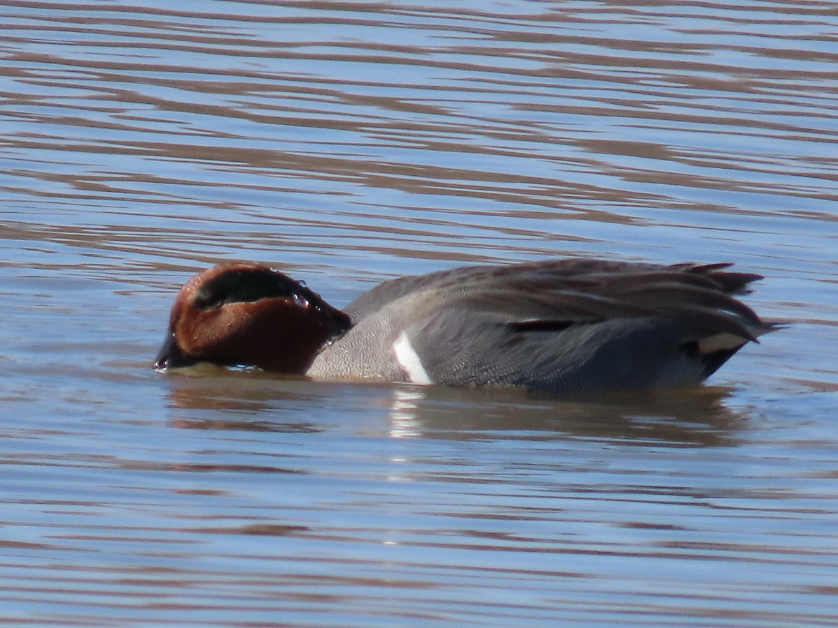 Green-winged Teal - ML615391561