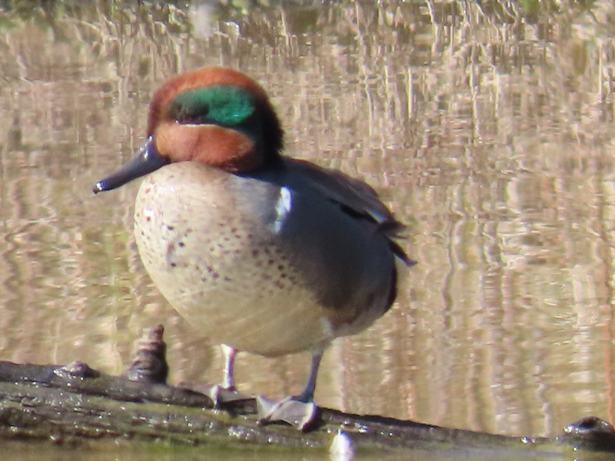 Green-winged Teal - ML615391567