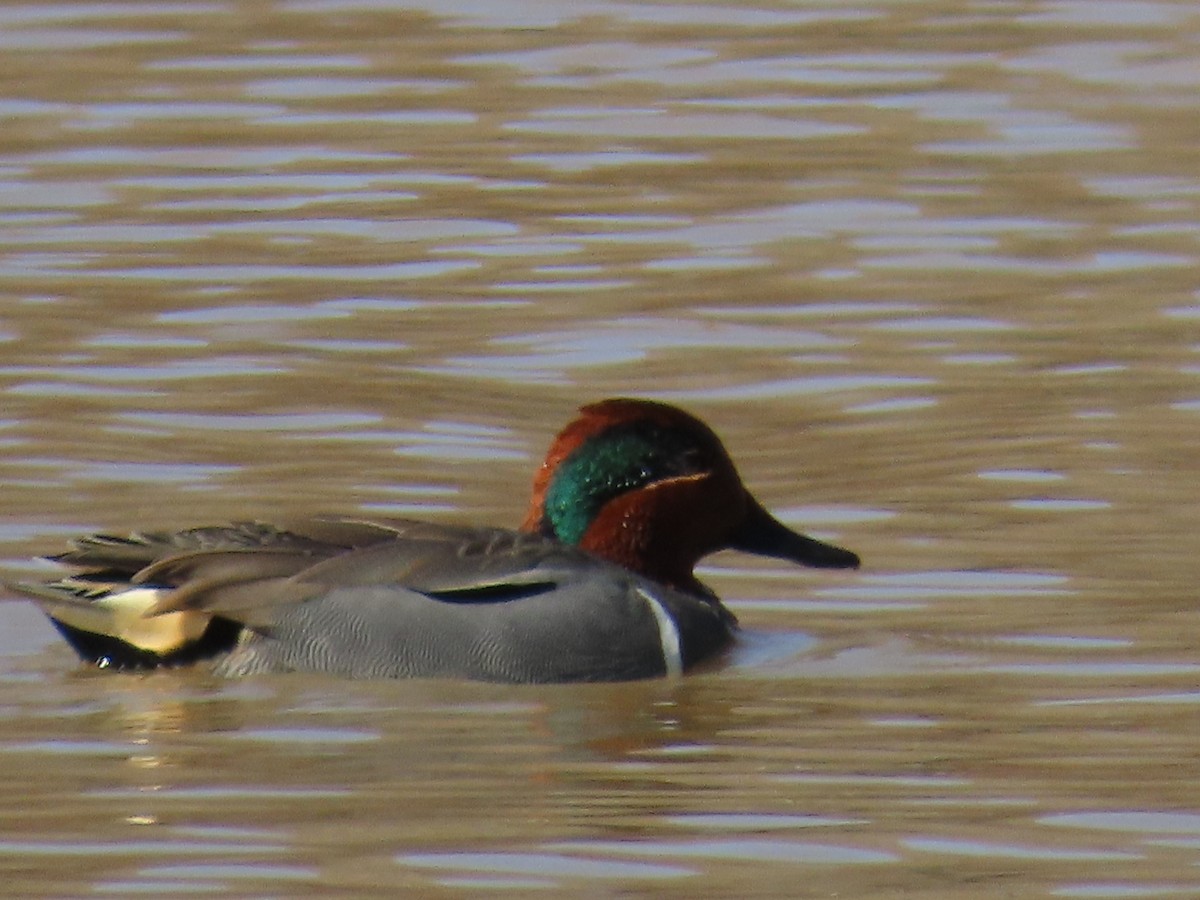 Green-winged Teal - ML615391576