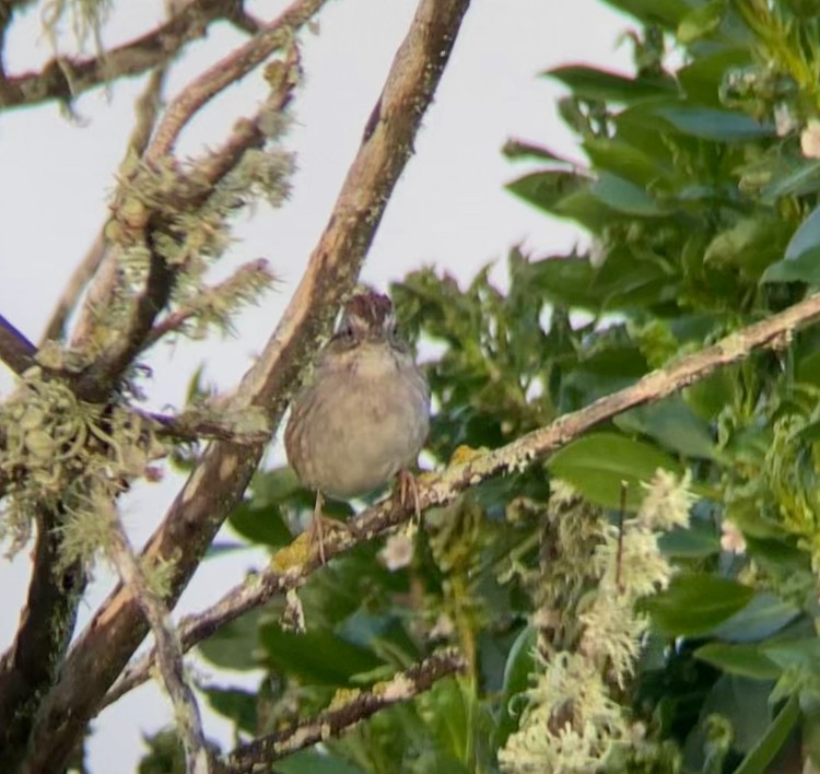 Swamp Sparrow - ML615391636