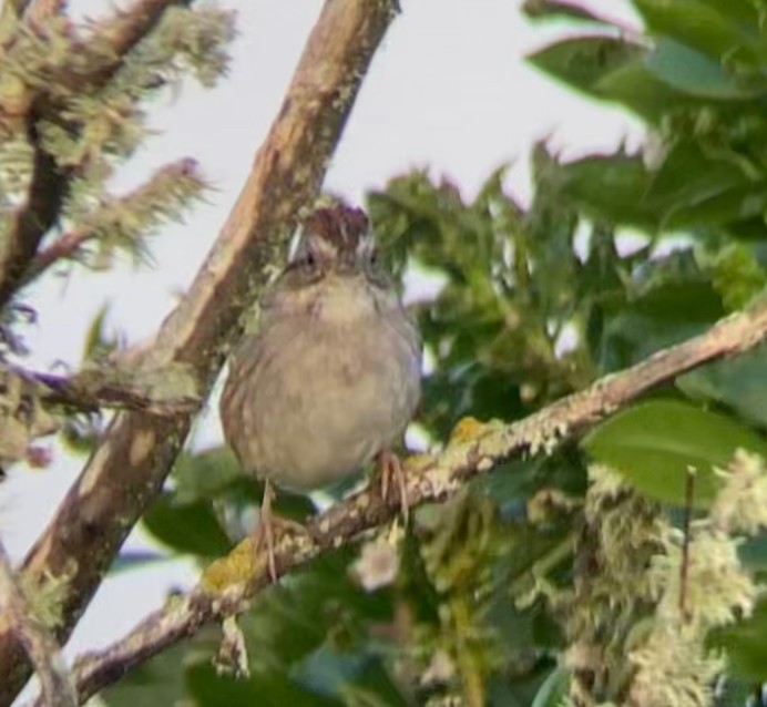 Swamp Sparrow - ML615391637