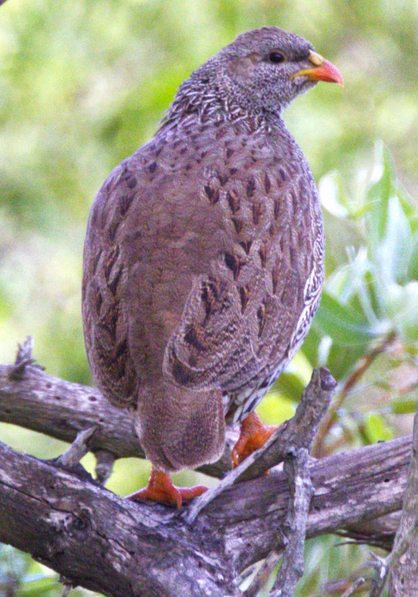 Natal Spurfowl - ML615391659