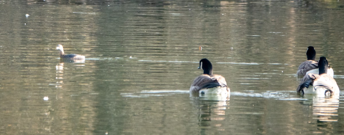 Pied-billed Grebe - ML615391679