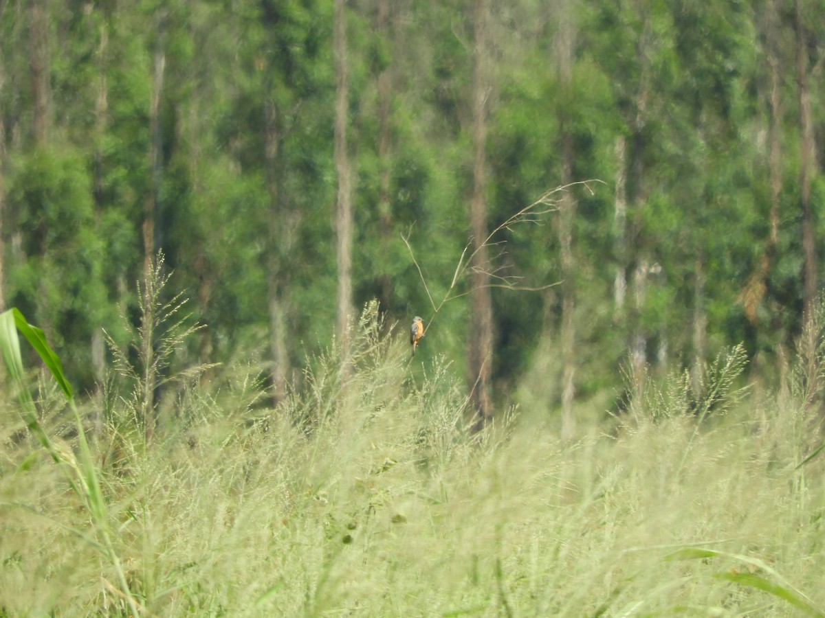 Tawny-bellied Seedeater - ML615391707