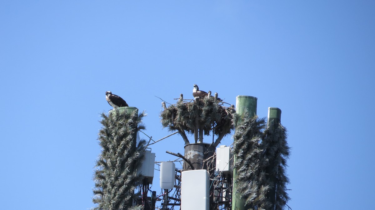 Osprey - ML615391742