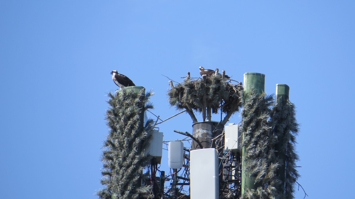 Osprey - ML615391743