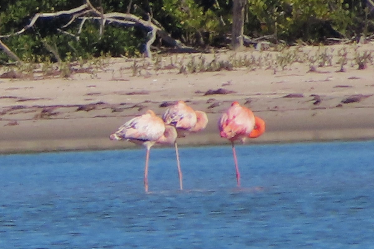 American Flamingo - ML615391751