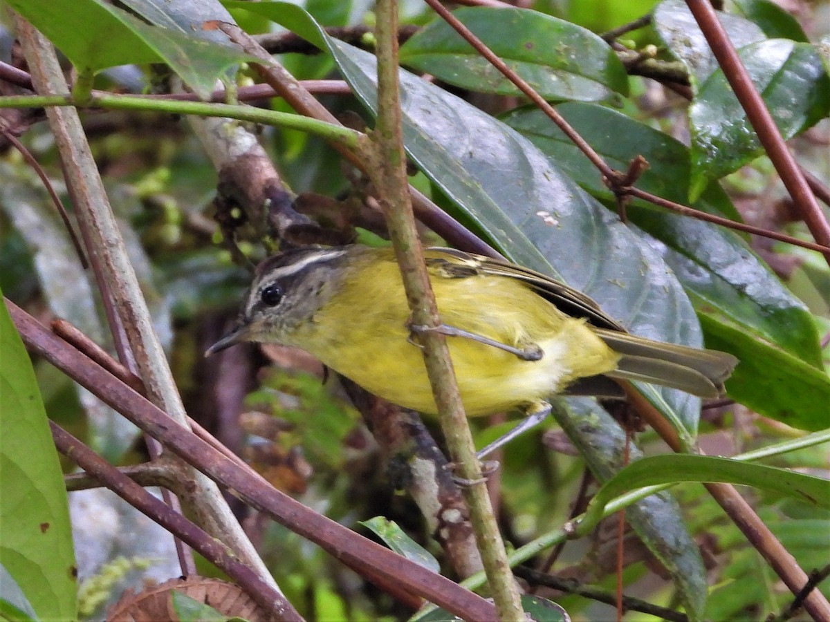 Mosquitero Isleño (ceramensis) - ML615391774