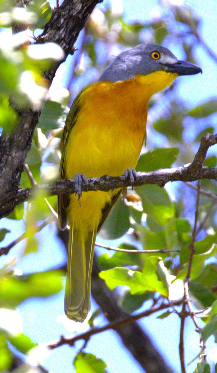 Gray-headed Bushshrike - ML615391777