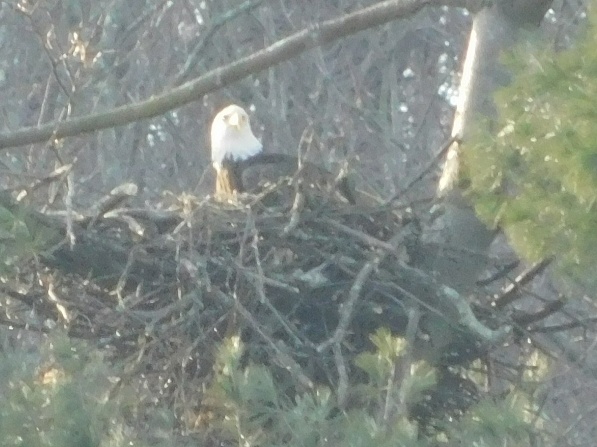 Bald Eagle - ML615391814