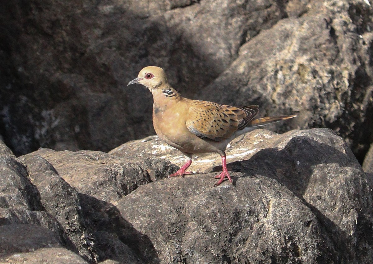 European Turtle-Dove - ML615391875