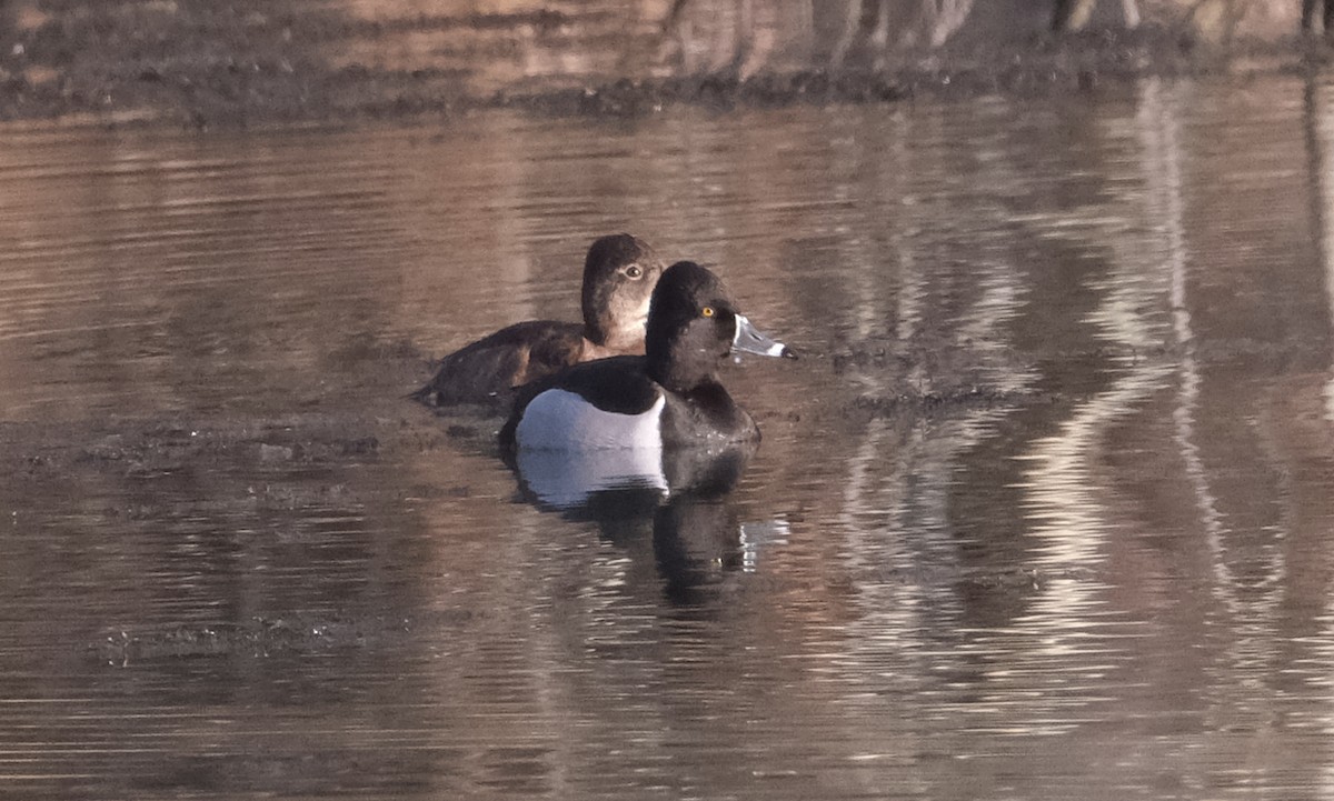 Ring-necked Duck - ML615391933