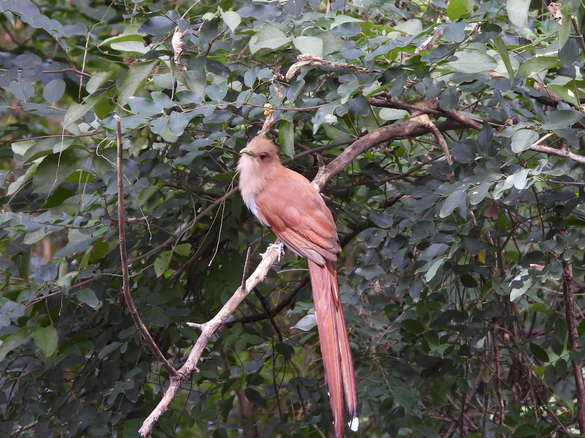 Squirrel Cuckoo - ML615391939