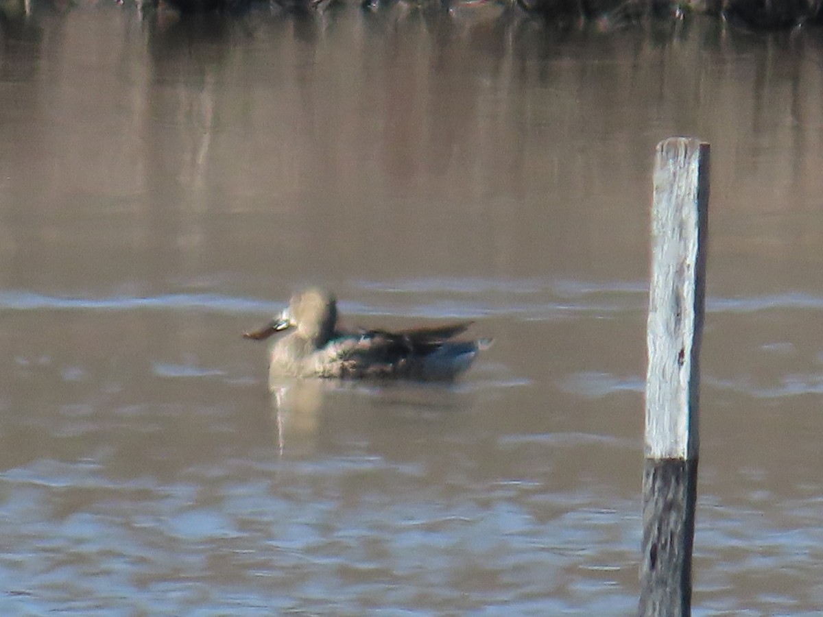 Canard souchet - ML615391943