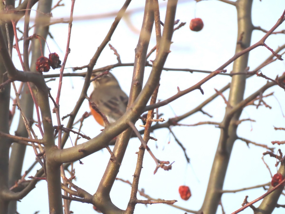 American Robin - ML615391961