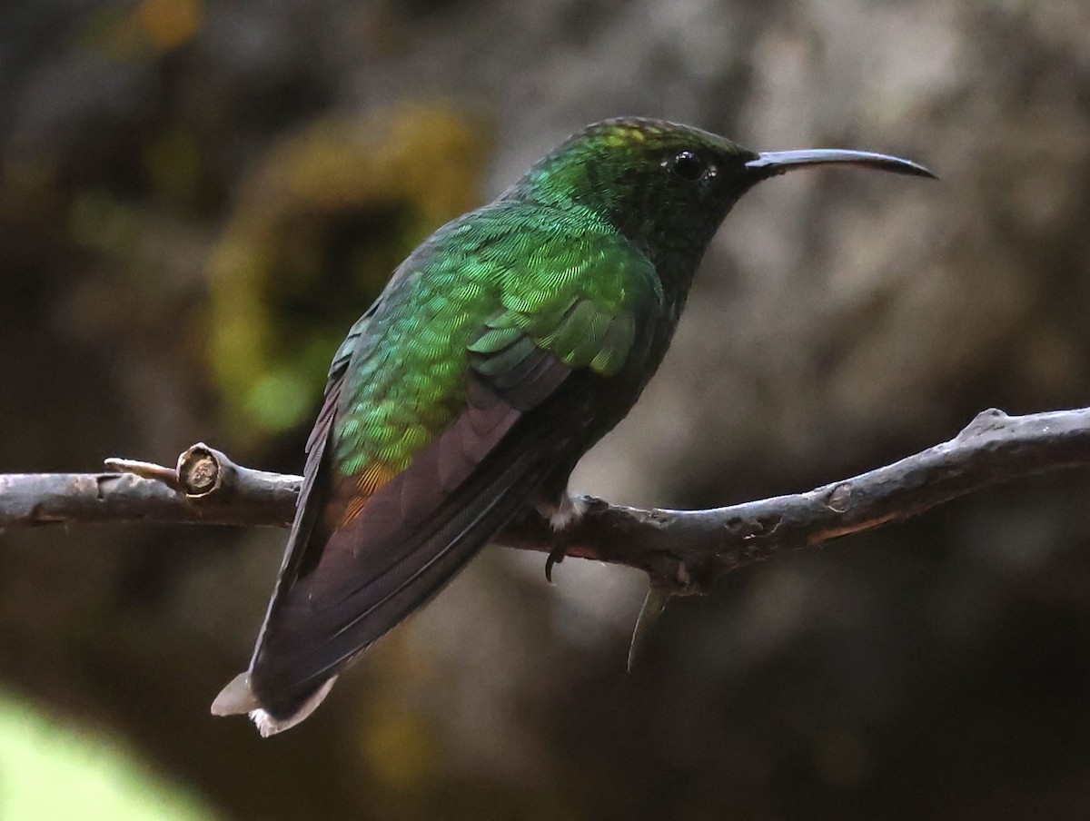 kolibřík měděnohlavý - ML615392007