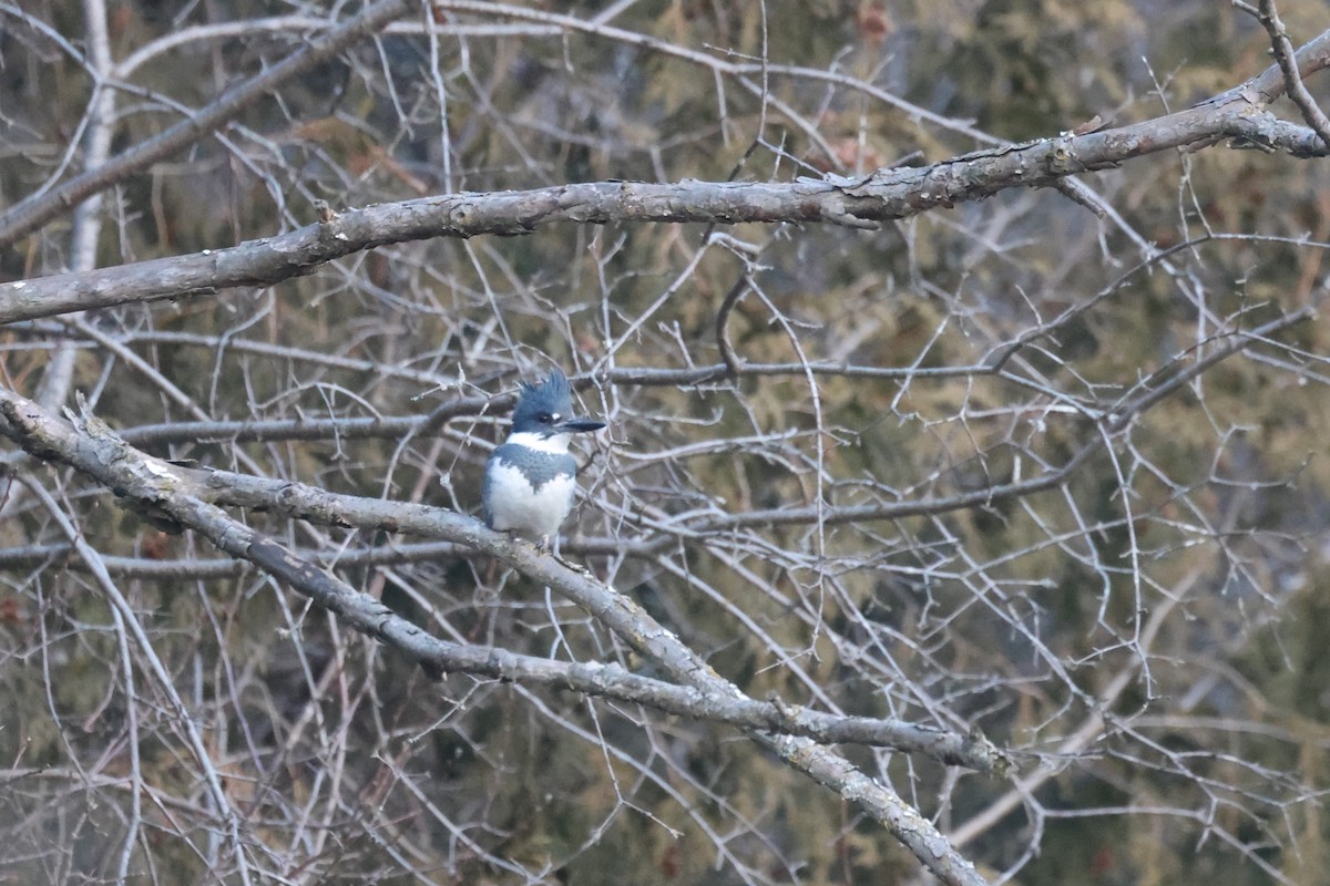 Belted Kingfisher - ML615392037
