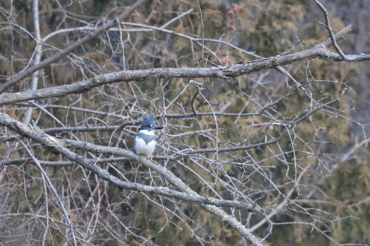 Belted Kingfisher - ML615392038