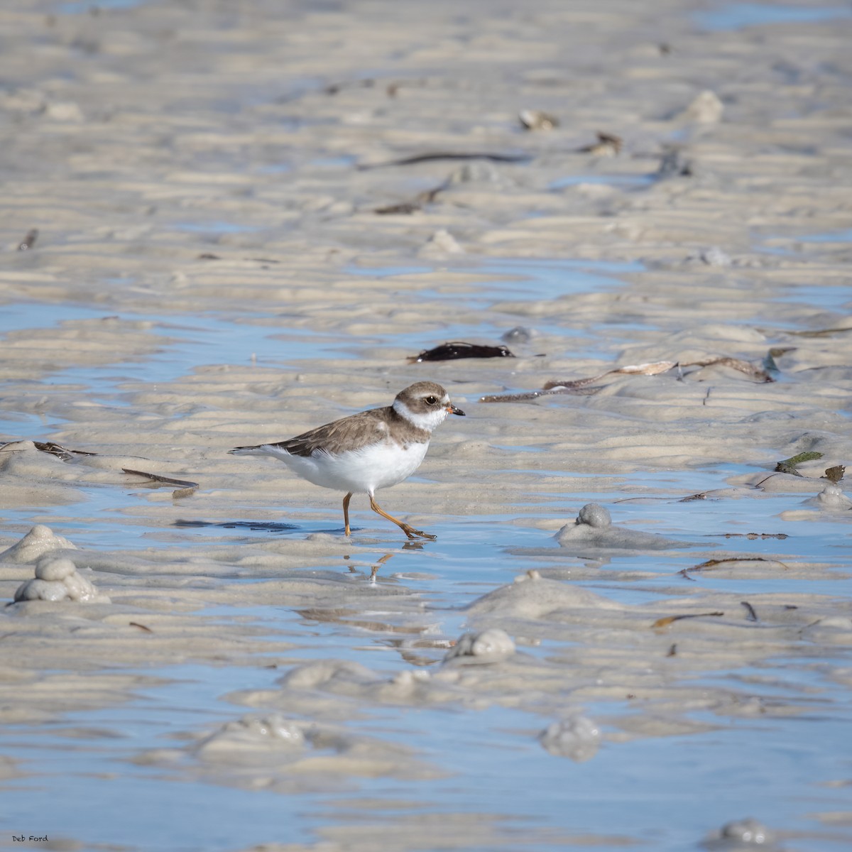 Semipalmated Plover - ML615392044