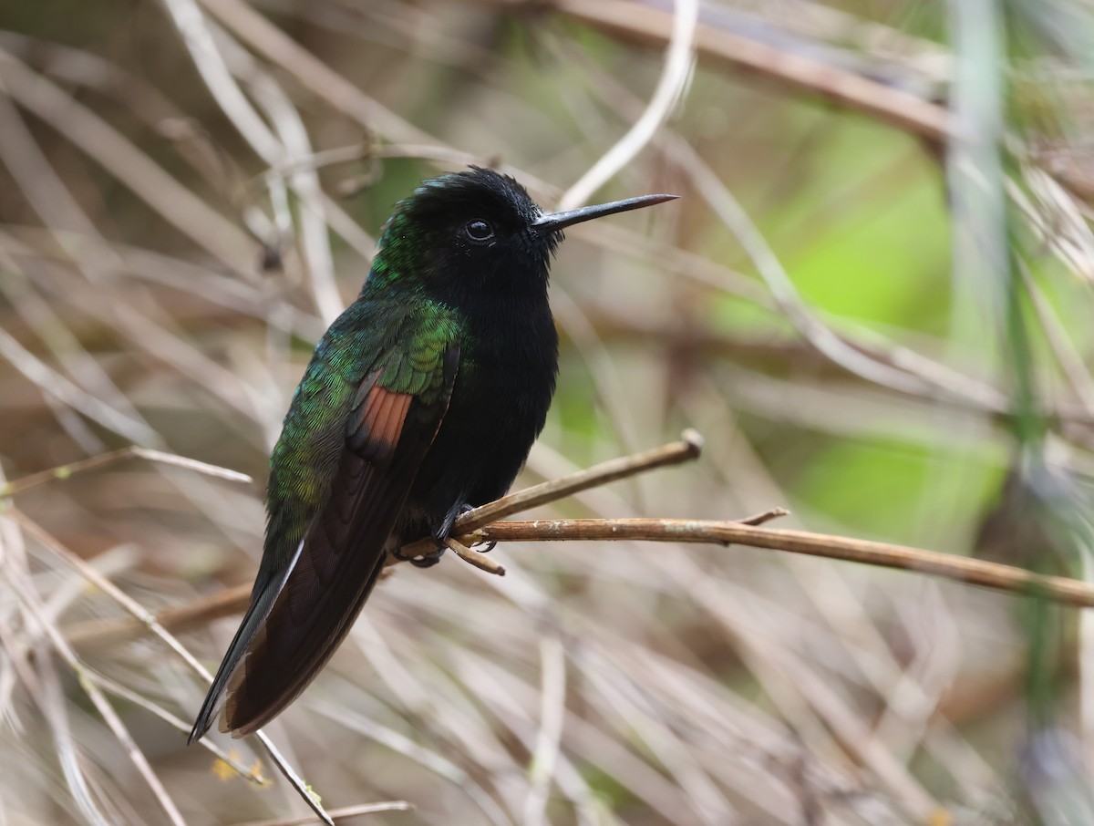 Black-bellied Hummingbird - ML615392070